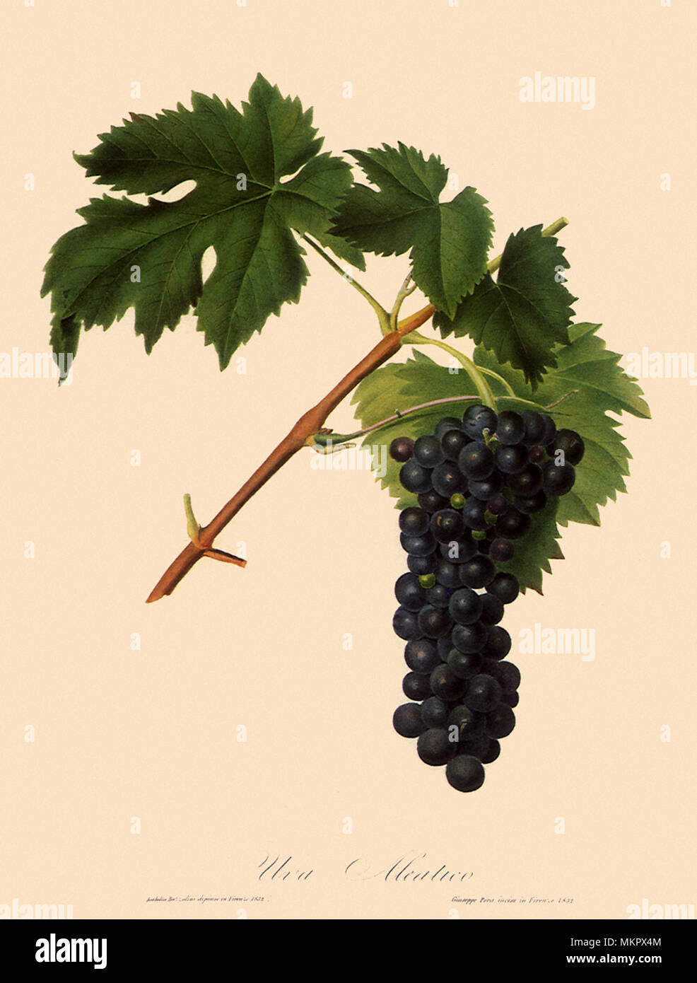 Trauben, Vitis vinifera Stockfoto