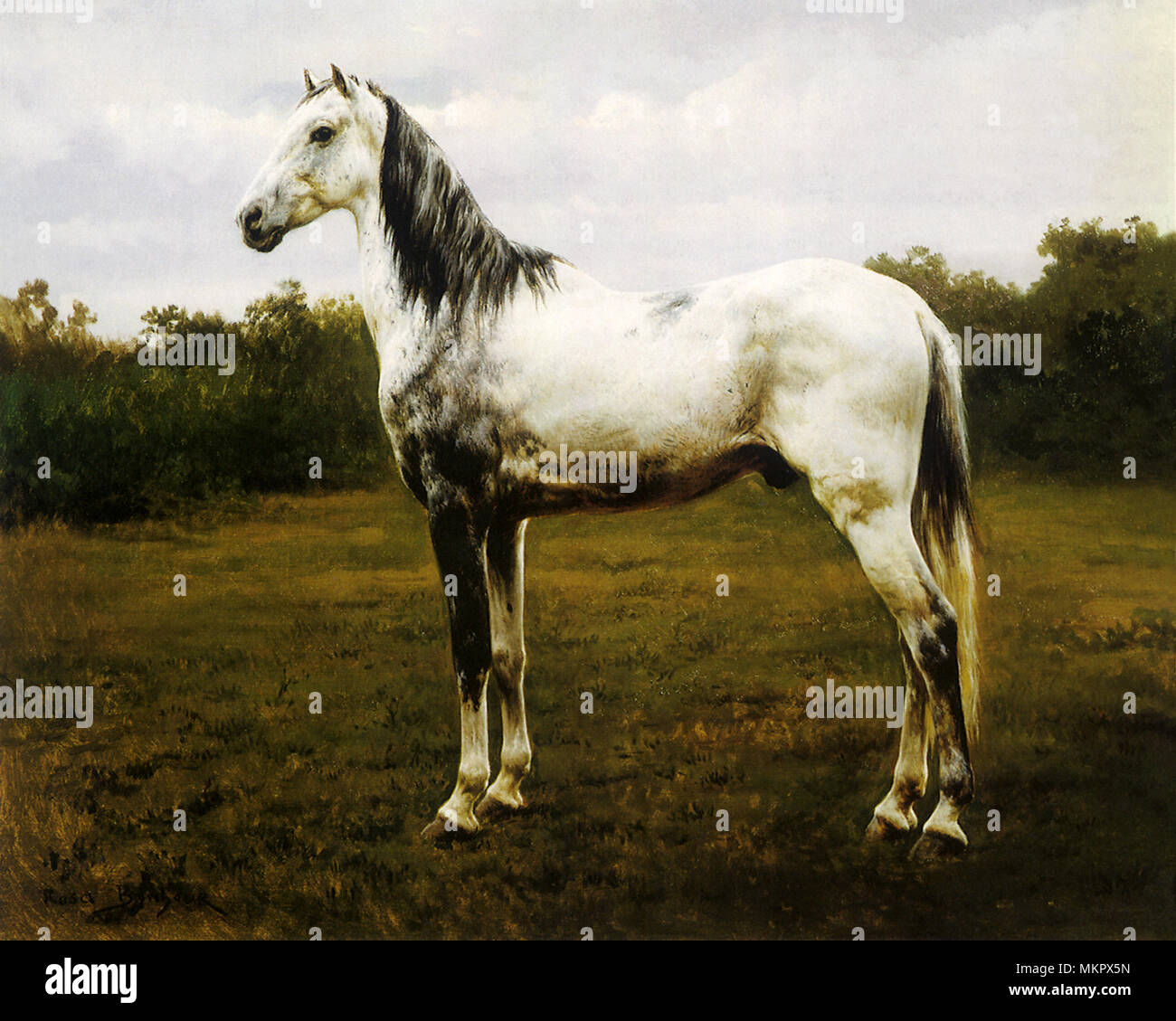 Grau getönt Pferd Stockfoto