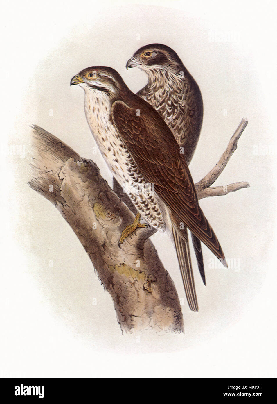 Amerikanische Lanier Falke, Falco polyagrus Stockfoto