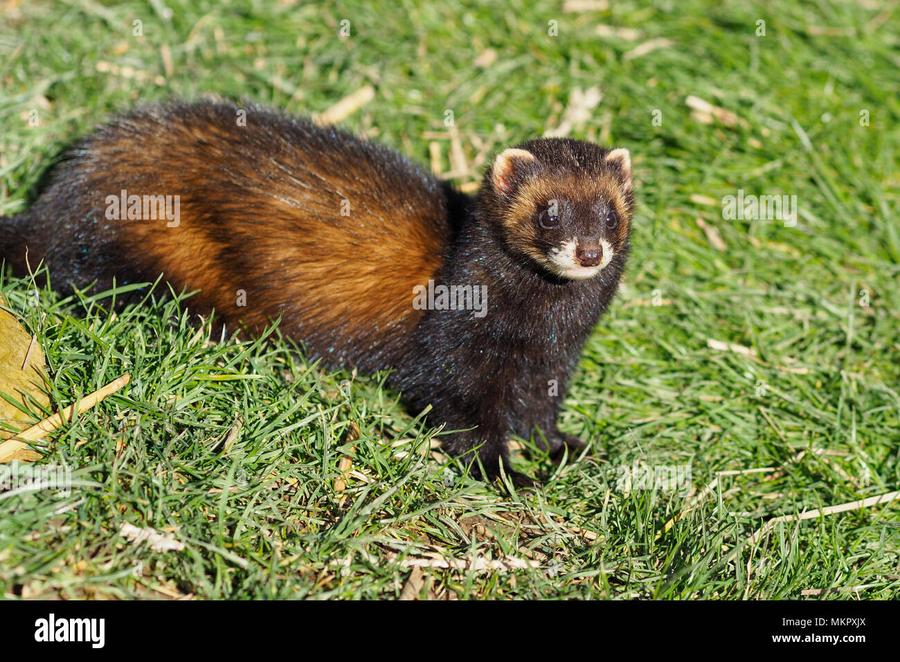 Nahaufnahme der einen Iltis Stockfoto