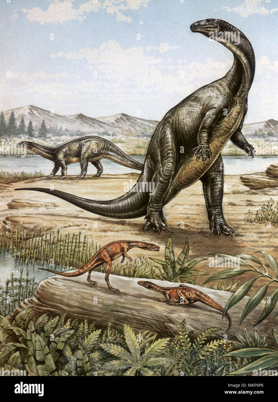 Procompsognathus und Plateosaurus Stockfoto