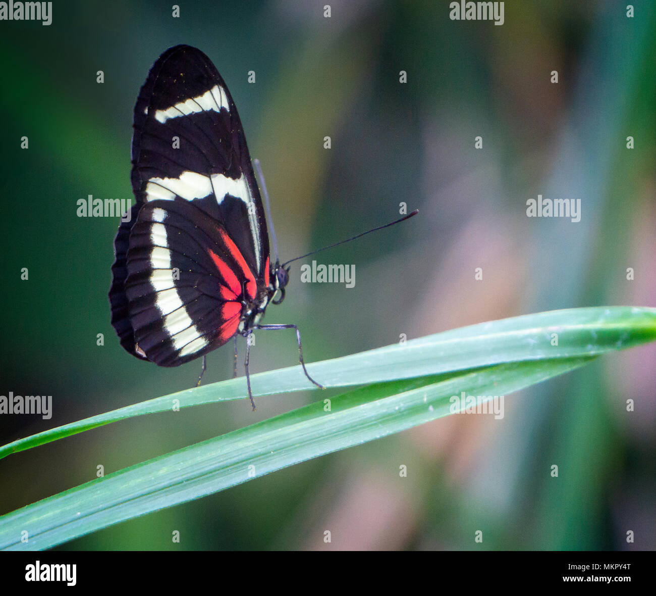 Pinsel-footed Butterfly Zoo Calgary Alberta Kanada Stockfoto