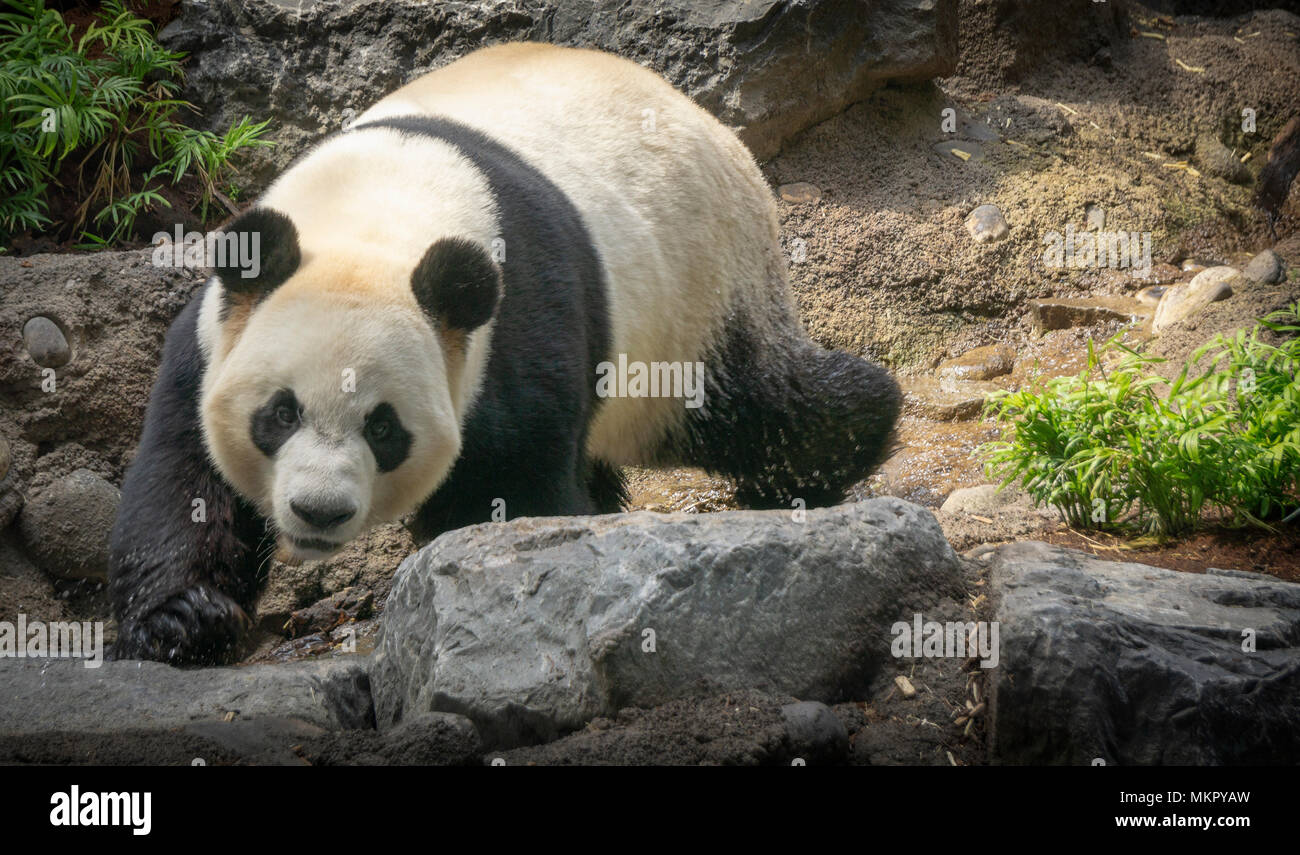 Panda Zoo Calgary Alberta Kanada Stockfoto
