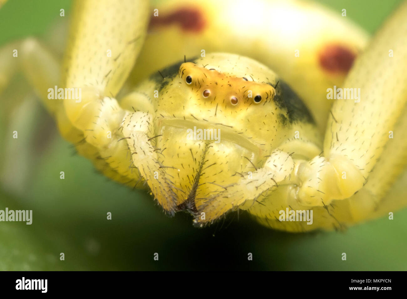 Nahaufnahme des Gesichts einer Krabbe Spinne (Misumena vatia) Tipperary, Irland Stockfoto