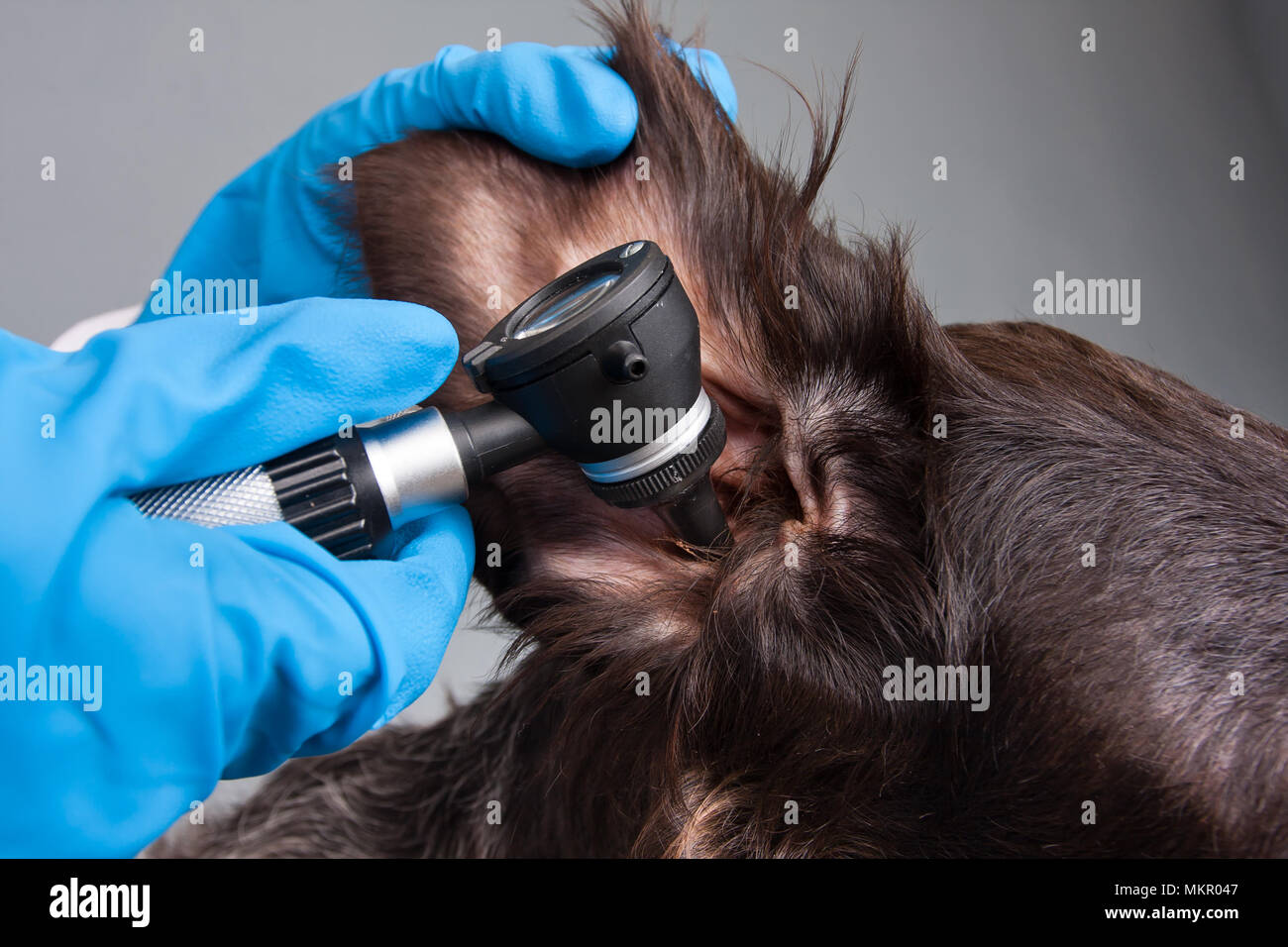 Hände von Tierarzt Prüfung Ohr von Hund mit otoskop in Tierklinik  Stockfotografie - Alamy