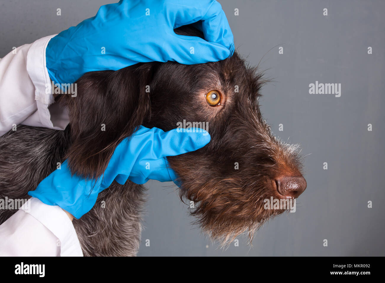 Hände von Tierarzt prüfen Augen der Hund in der Tierklinik Stockfoto