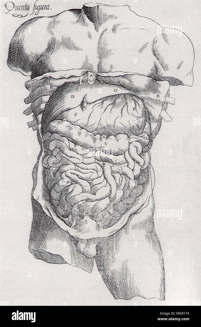 Die Anatomische Enthüllungen von Vesaluis Stockfoto
