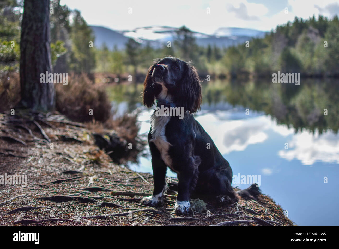 Baum und Sky Reflexion im Loch Stockfoto