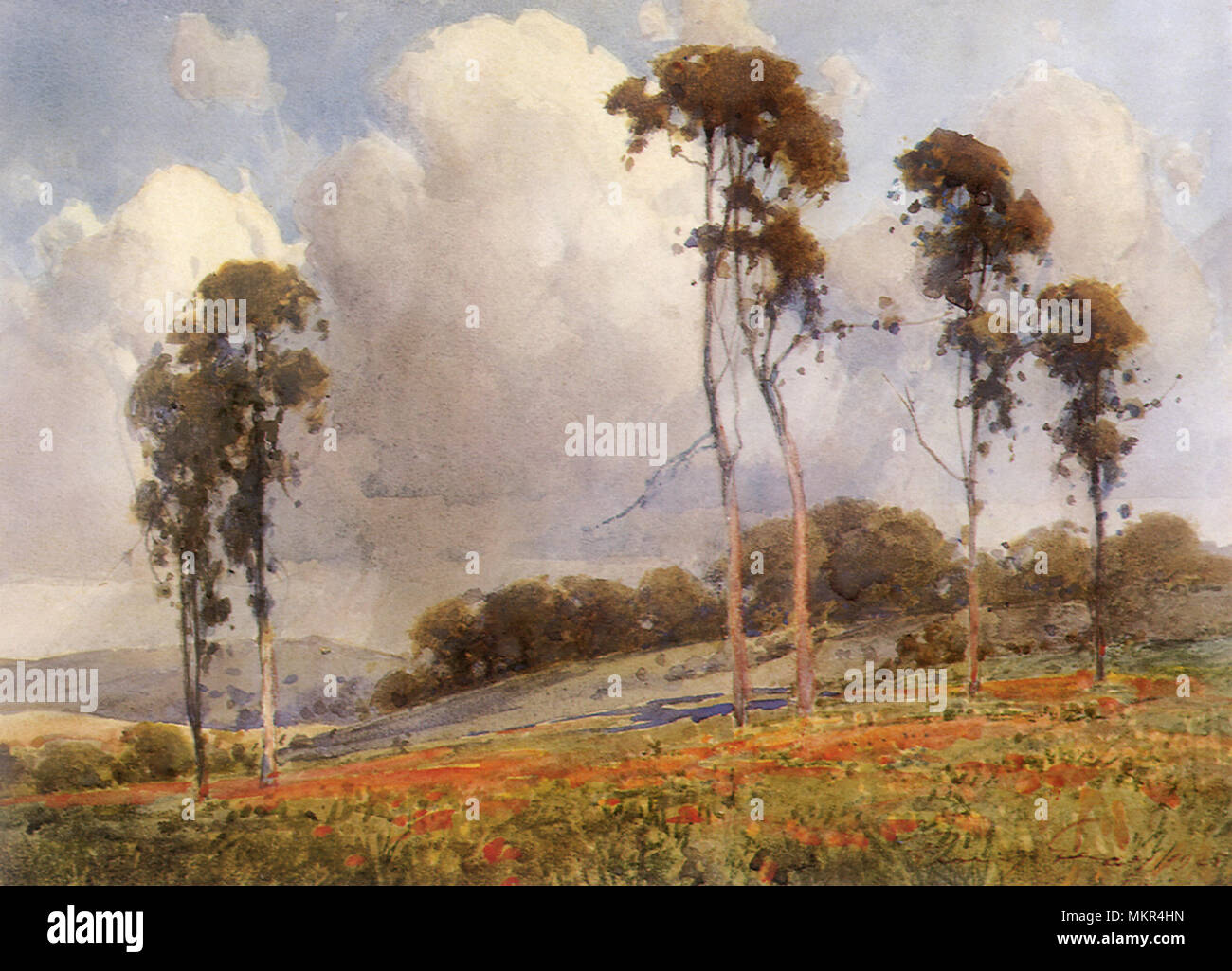 Kalifornien Mohnblumen und Eukalyptus Stockfoto