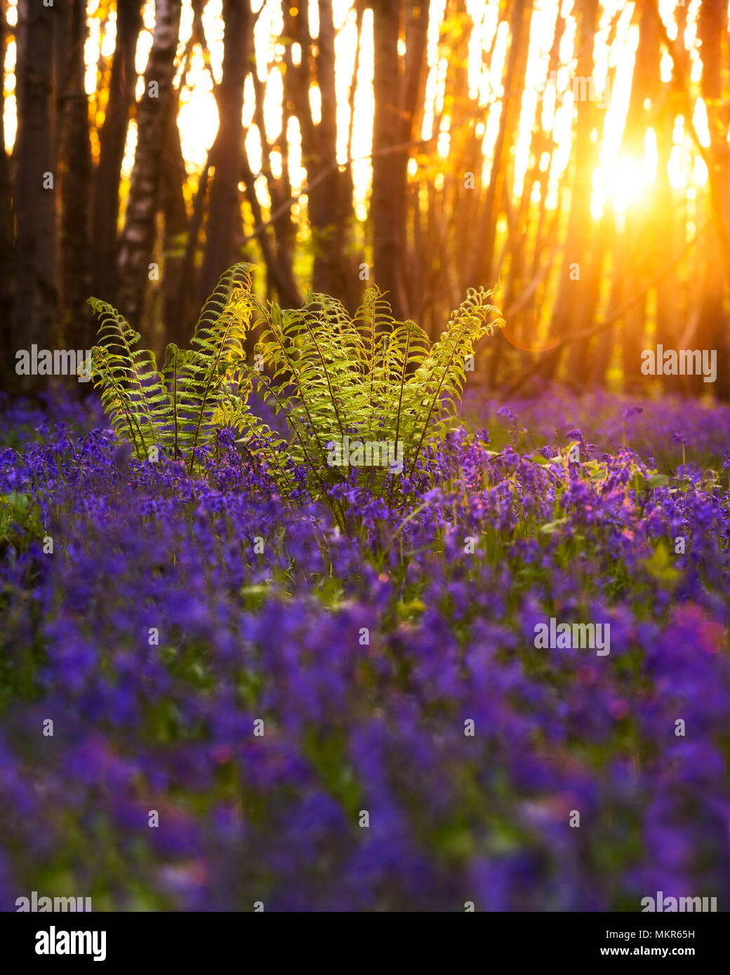 Sonnenuntergang glühenden durch die Bäume in einem Waldgebiet mit Glockenblumen im Kings Holz in der Nähe von Ashford, Kent. Stockfoto