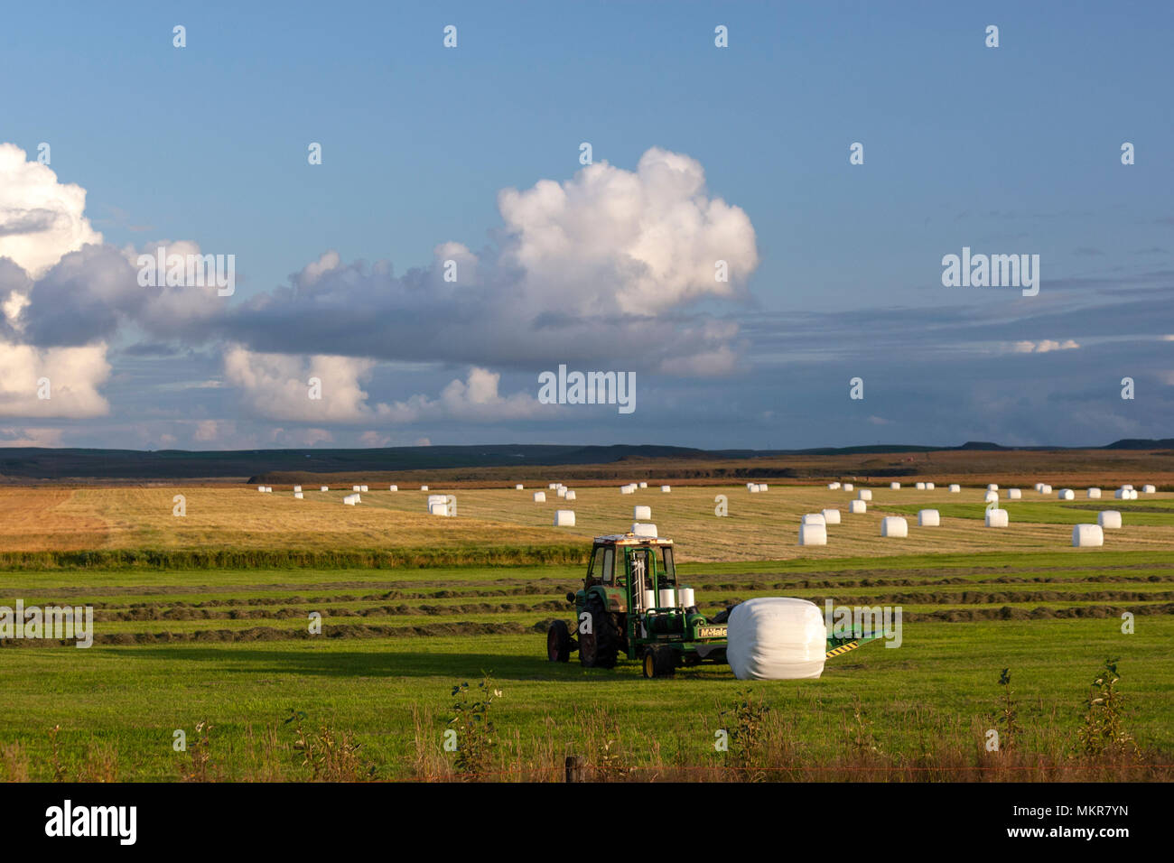 Traktor mit Gras Ballen weiße Kunststofffolie in Skeiða gestapelt - og Hrunamannavegur, Island Stockfoto
