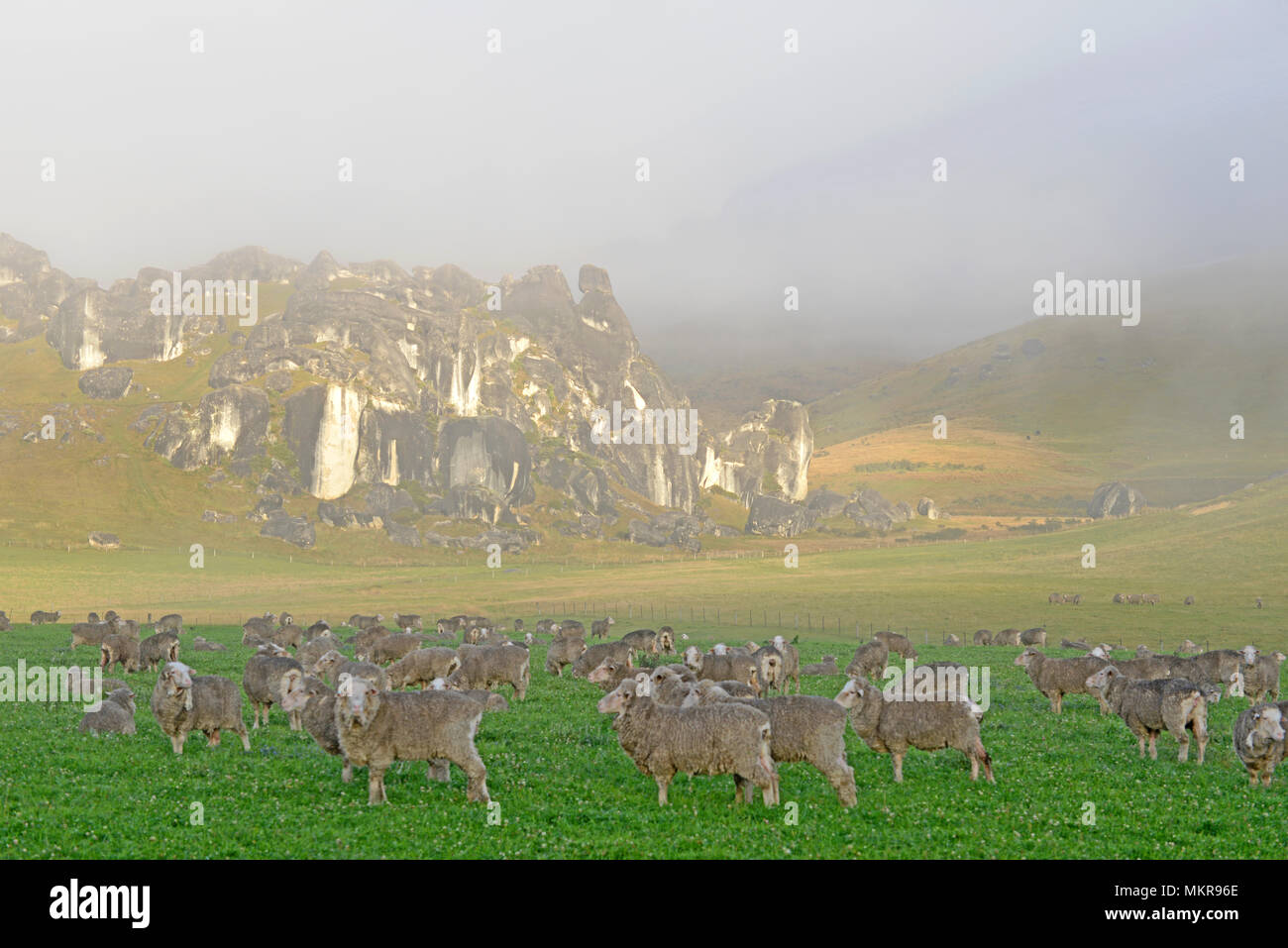 Schafe grasen während der frühen Morgen in der Nähe der Kalksteinfelsen in der Castle Hill, Südinsel, Neuseeland Stockfoto