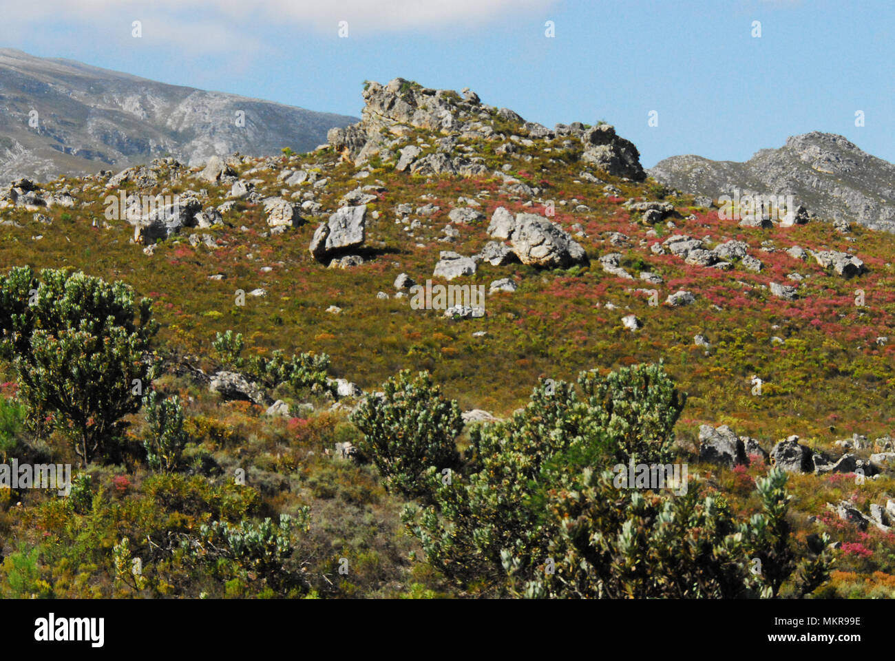 Ein wunderbar farbenfroher Hügel voller Fynbos und wilder Blumen. Stockfoto