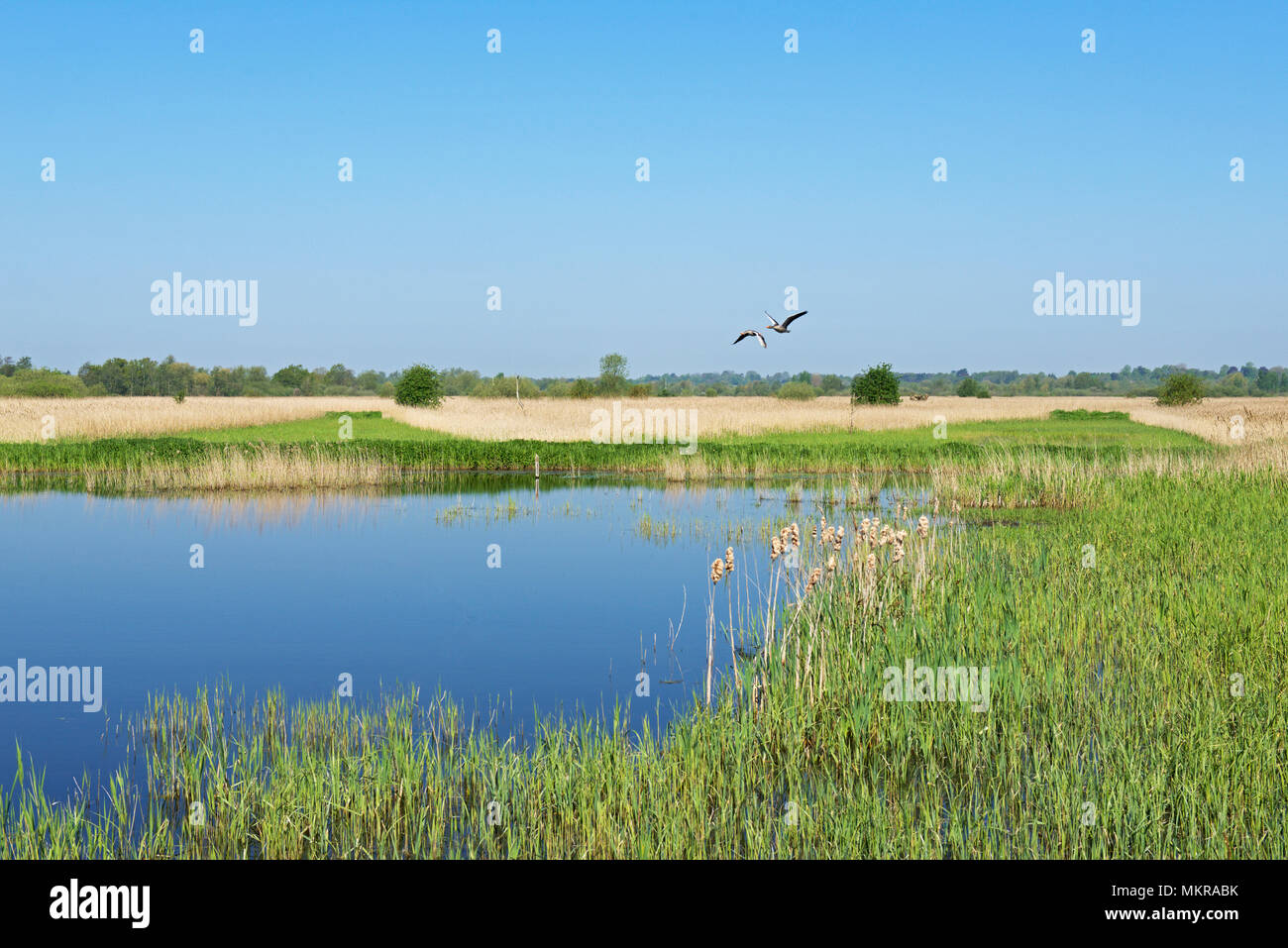 Strumpshaw Fen, RSPB Nature Reserve, in der Nähe von Norwich, Norfolk, England Großbritannien Stockfoto