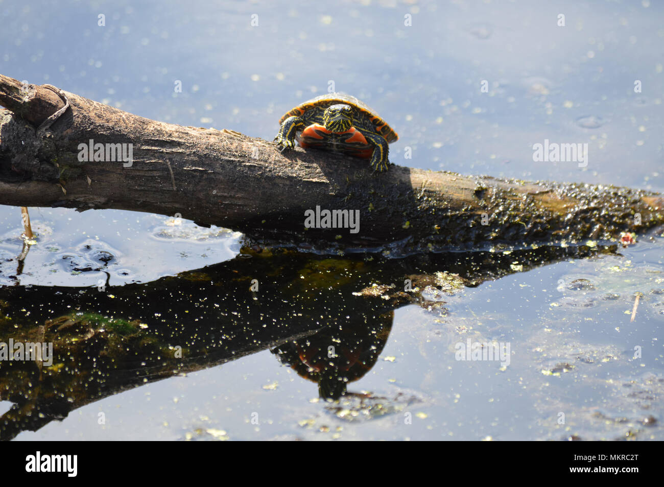 Gemalte Schildkröte auf einem Baumstamm Stockfoto