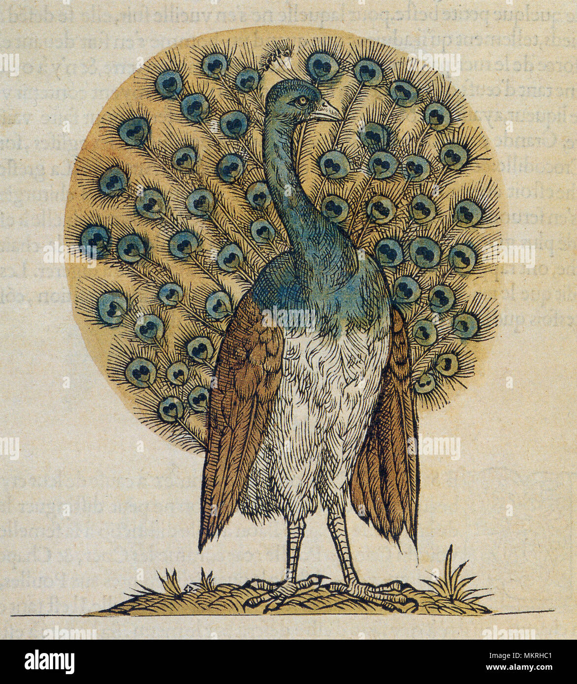 Peacock Zeichnung Stockfoto