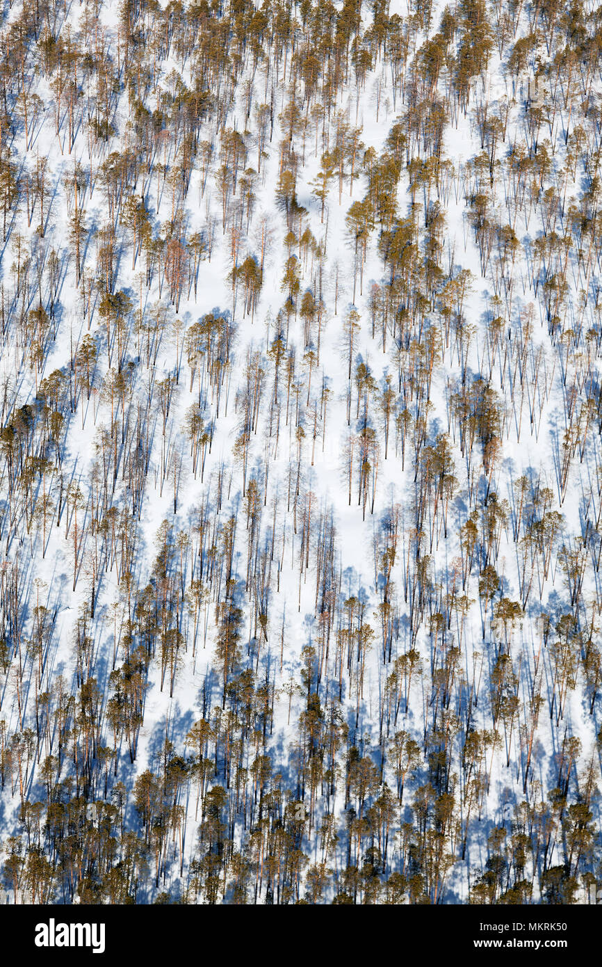 Kiefer Woodlands, Ansicht von oben Stockfoto