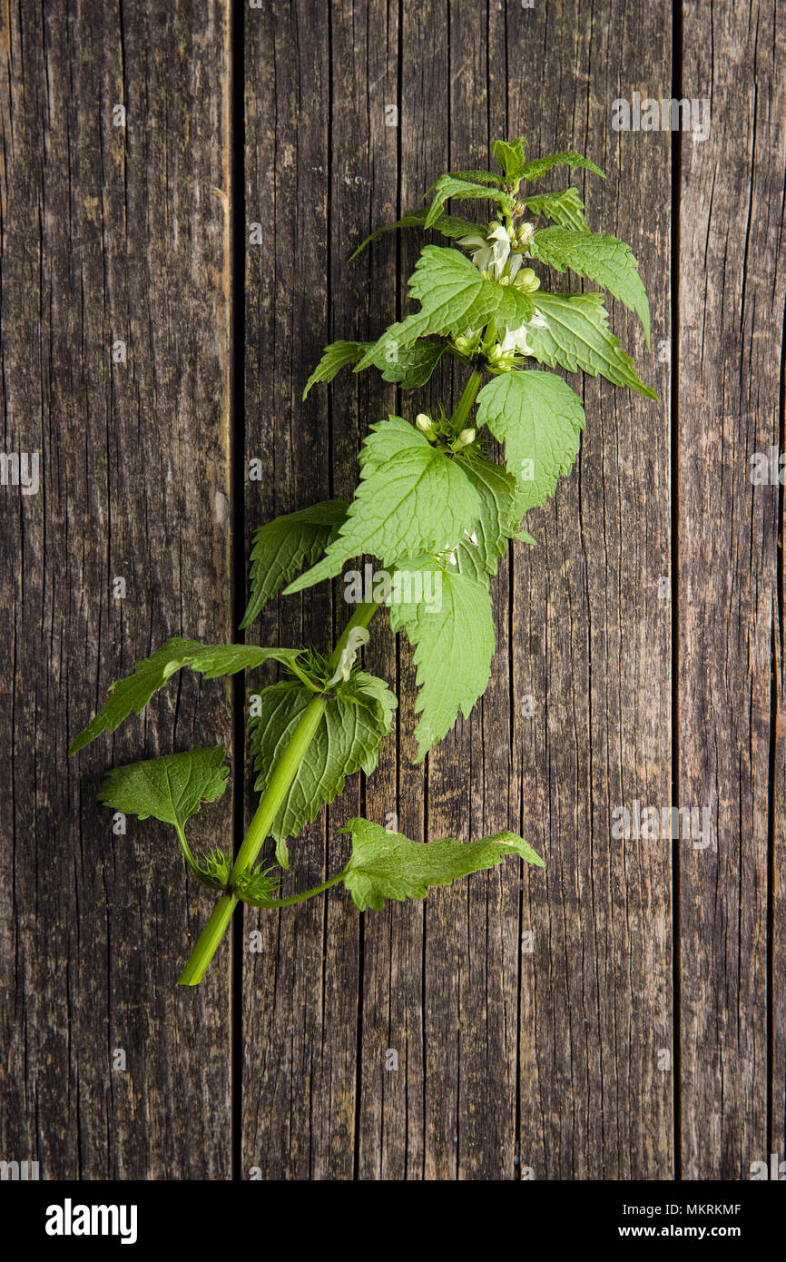 Weiße tote Nessel auf alten Holztisch. Stockfoto