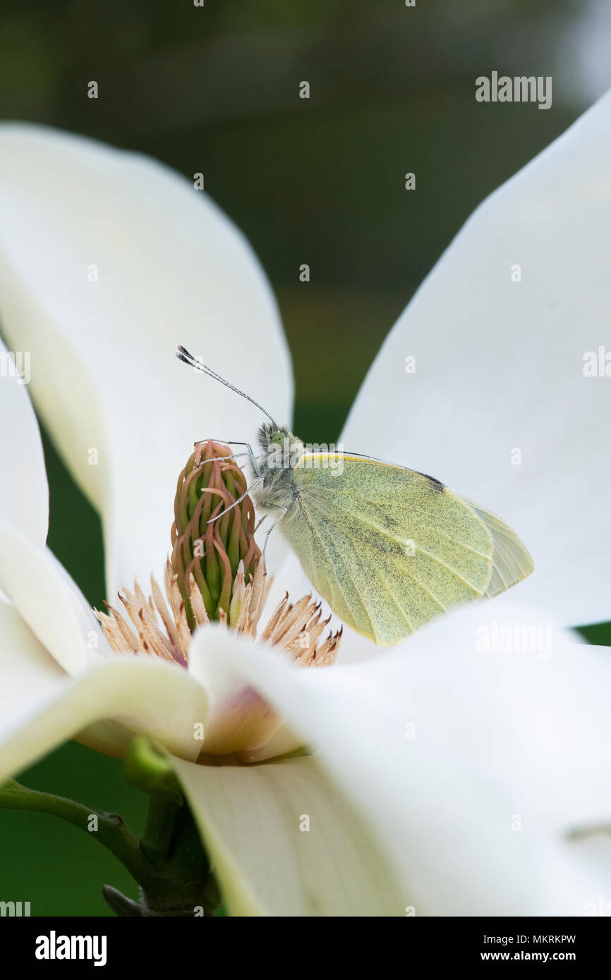 Pieris brassicae. Große Weiße. Kohlweißling ruht auf Magnolia 'Banana Split' Blüte im Frühjahr. Großbritannien Stockfoto