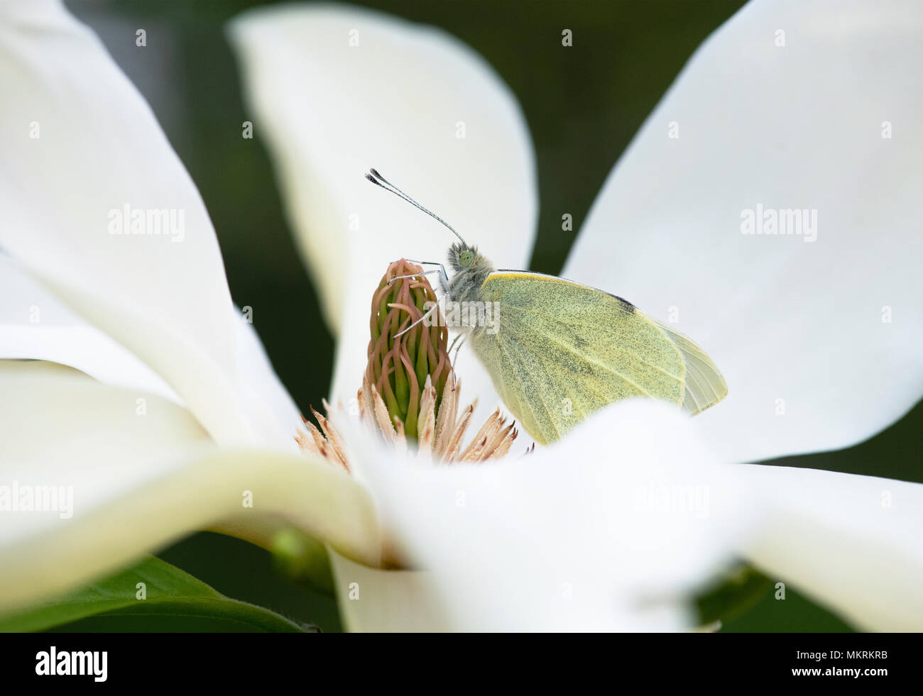 Pieris brassicae. Große Weiße. Kohlweißling ruht auf Magnolia 'Banana Split' Blüte im Frühjahr. Großbritannien Stockfoto