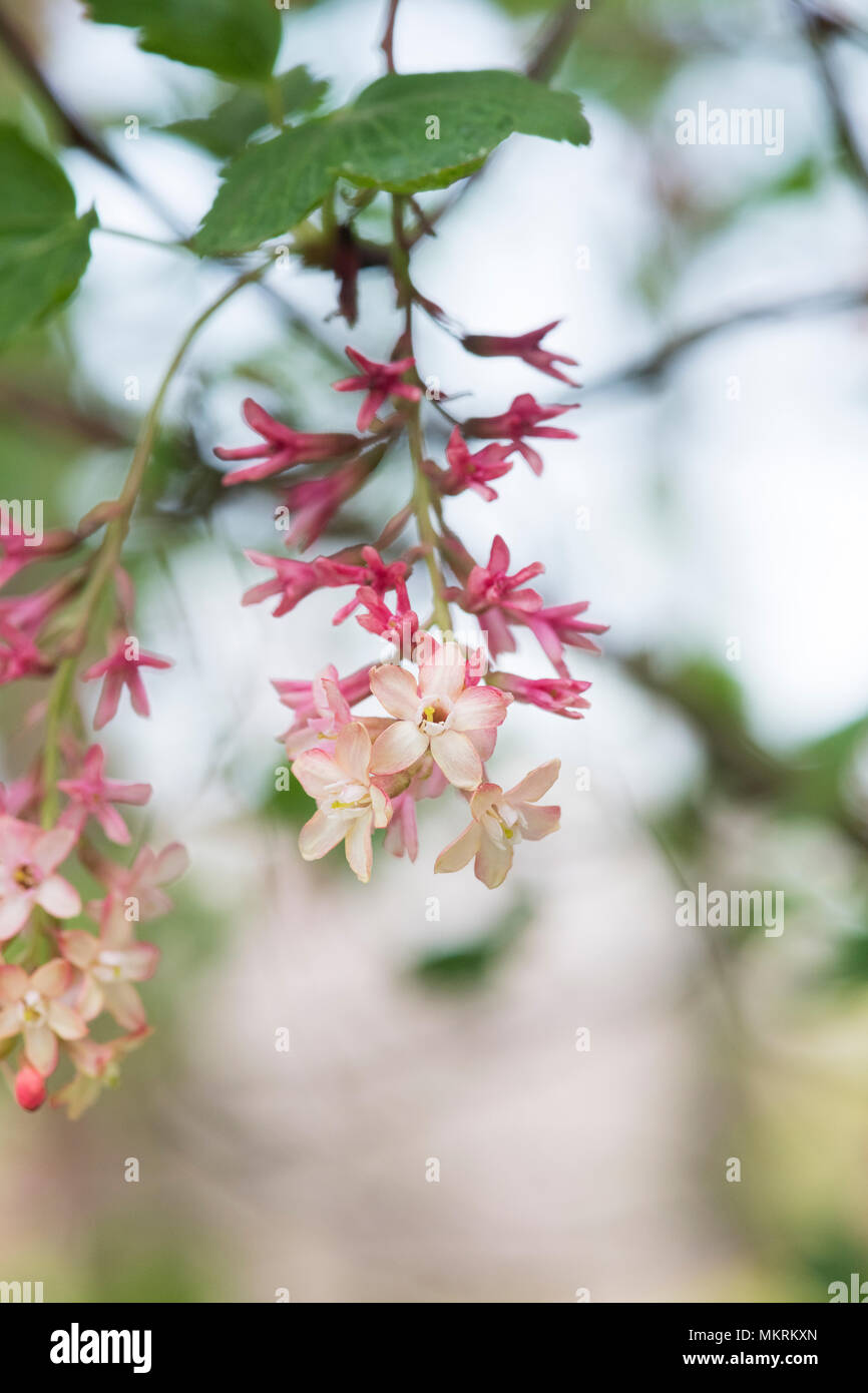 Ribes x beatonii. Gordon's Johannisbeere Blumen im Frühling. Großbritannien Stockfoto