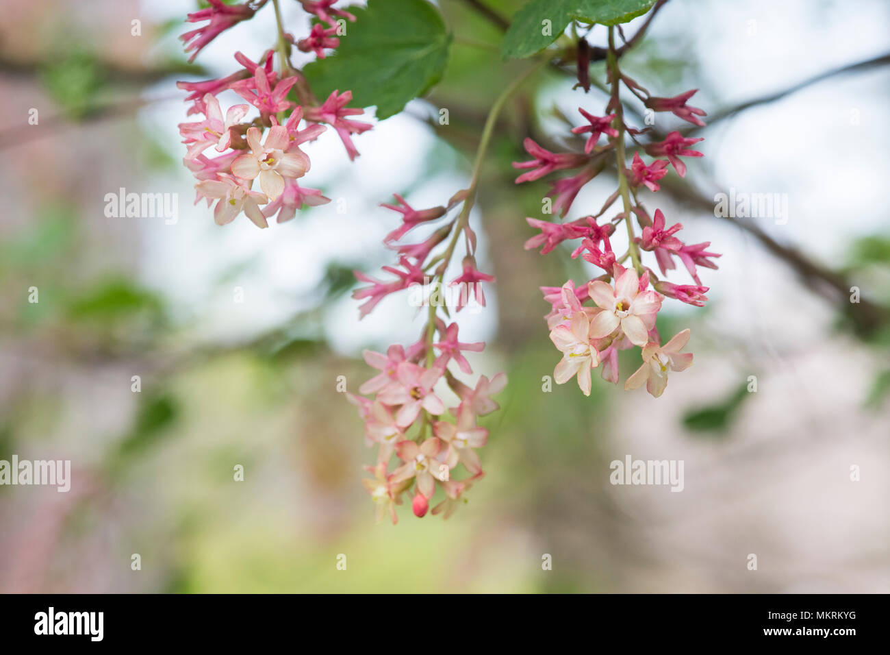Ribes x beatonii. Gordon's Johannisbeere Blumen im Frühling. Großbritannien Stockfoto