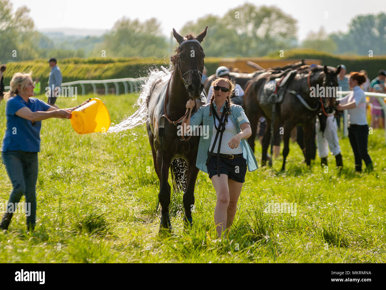 Pferde gekühlt wird nach dem Rennen in sehr heißen Bedingungen Eyton auf Severn Punkt zu Punkt 7. Mai 2018 Stockfoto