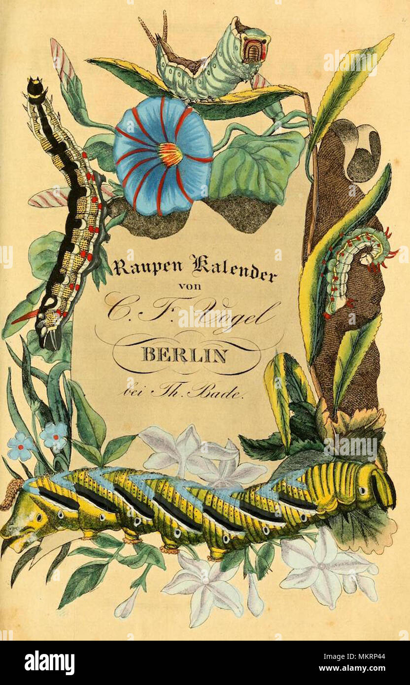 Jahrgang kunst Diagramm der verschiedenen Arten von Caterpillar Stockfoto