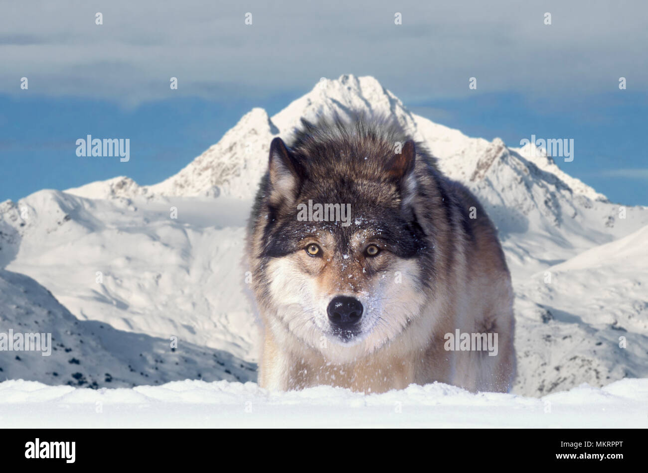 Grauer Wolf, Alaska Küste, Composite. Stockfoto
