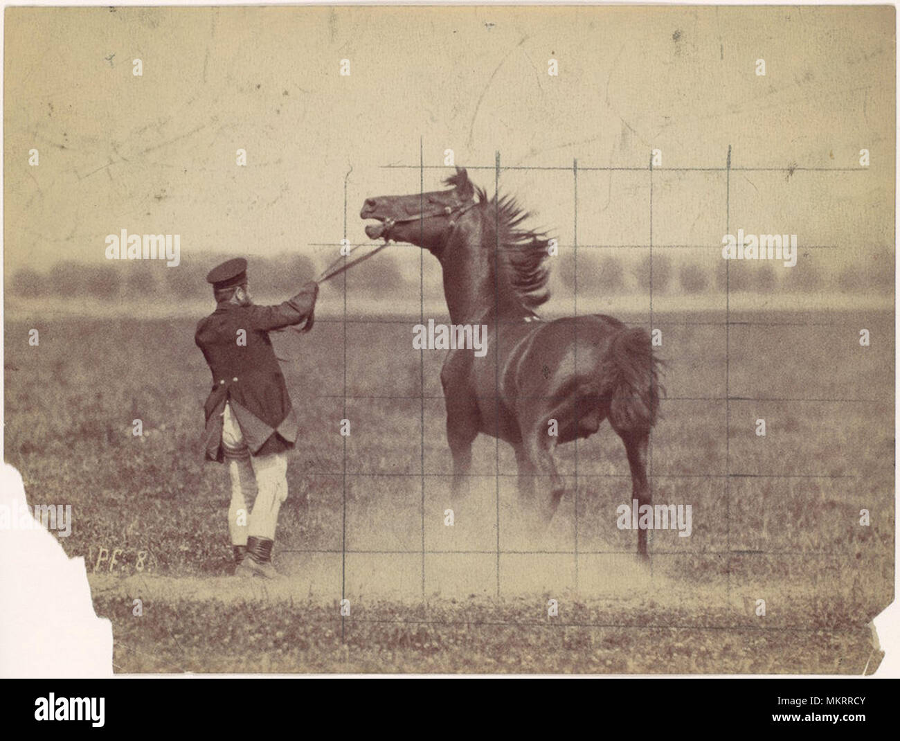 Ein vintage Foto Postkarte von einem Mann Gerangel ein Pferd Stockfoto