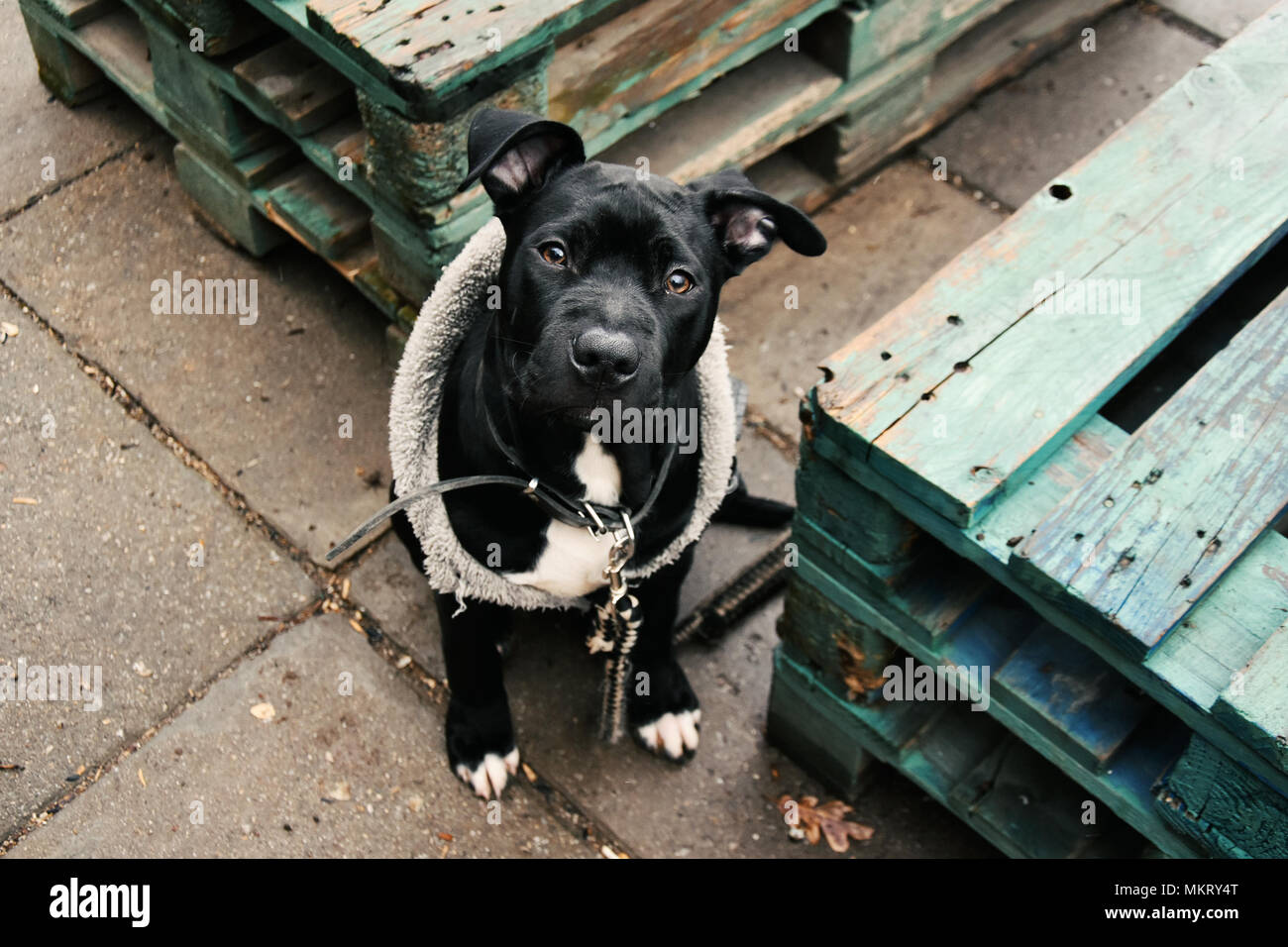 Porträt eines drei Monate alten kleinen schwarzen Grube Stier Hund stehend auf grauen Platten von zwei alten Holzpaletten Stockfoto