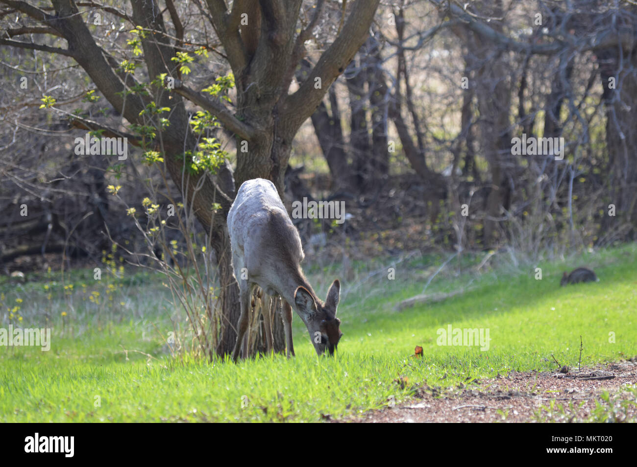 Weiß Schwanz Rehe im Wald Stockfoto