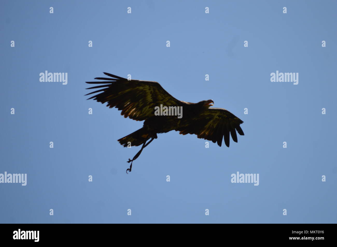 Adler fliegen Stockfoto