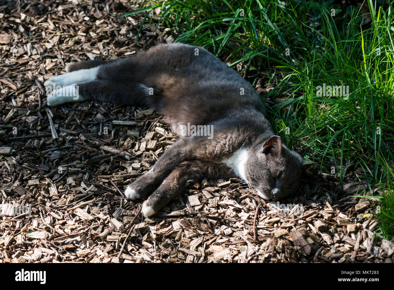 Eine graue Katze mit weißen Socken faulenzen in dappled Sonnenlicht Stockfoto