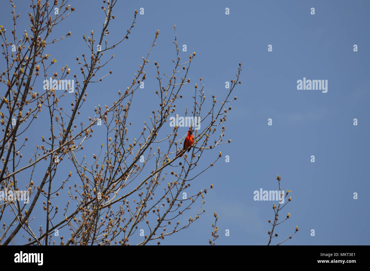 Roter Vogel im Baum Stockfoto