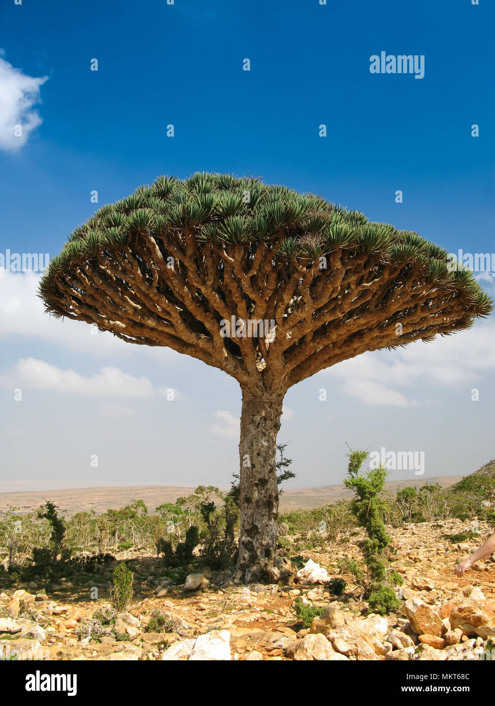 Drachenbaum, endemische Pflanze der Insel Socotra, Jemen ...