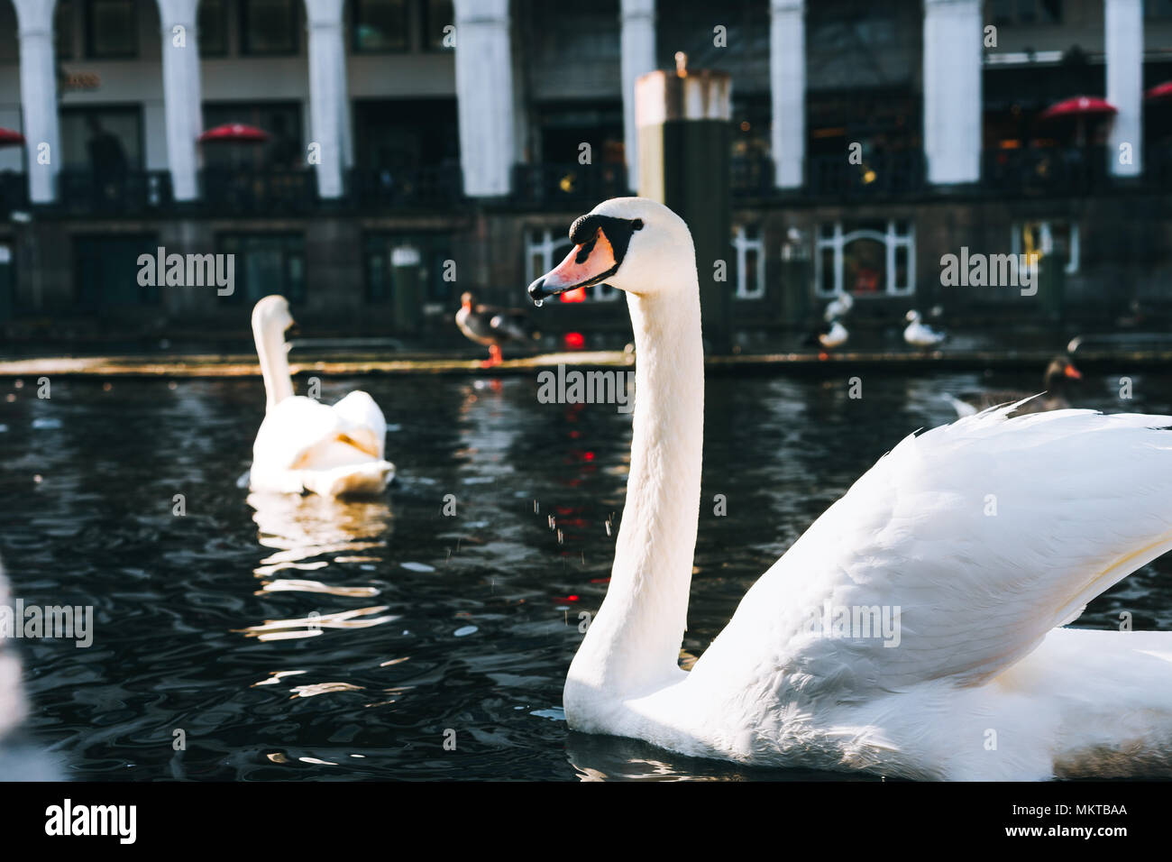 Schöne weiße Schwäne schwimmen auf der Alster Canal in der Nähe der City Hall in Hamburg Stockfoto