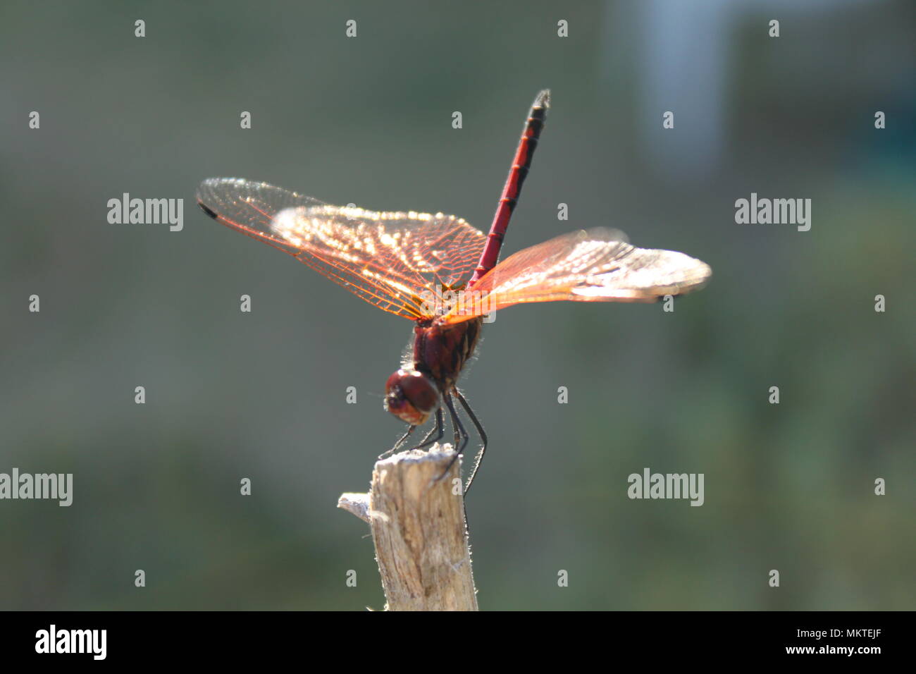 Nahaufnahme eines thront Rote Libelle mit einer unscharfen Garten Hintergrund. Stockfoto