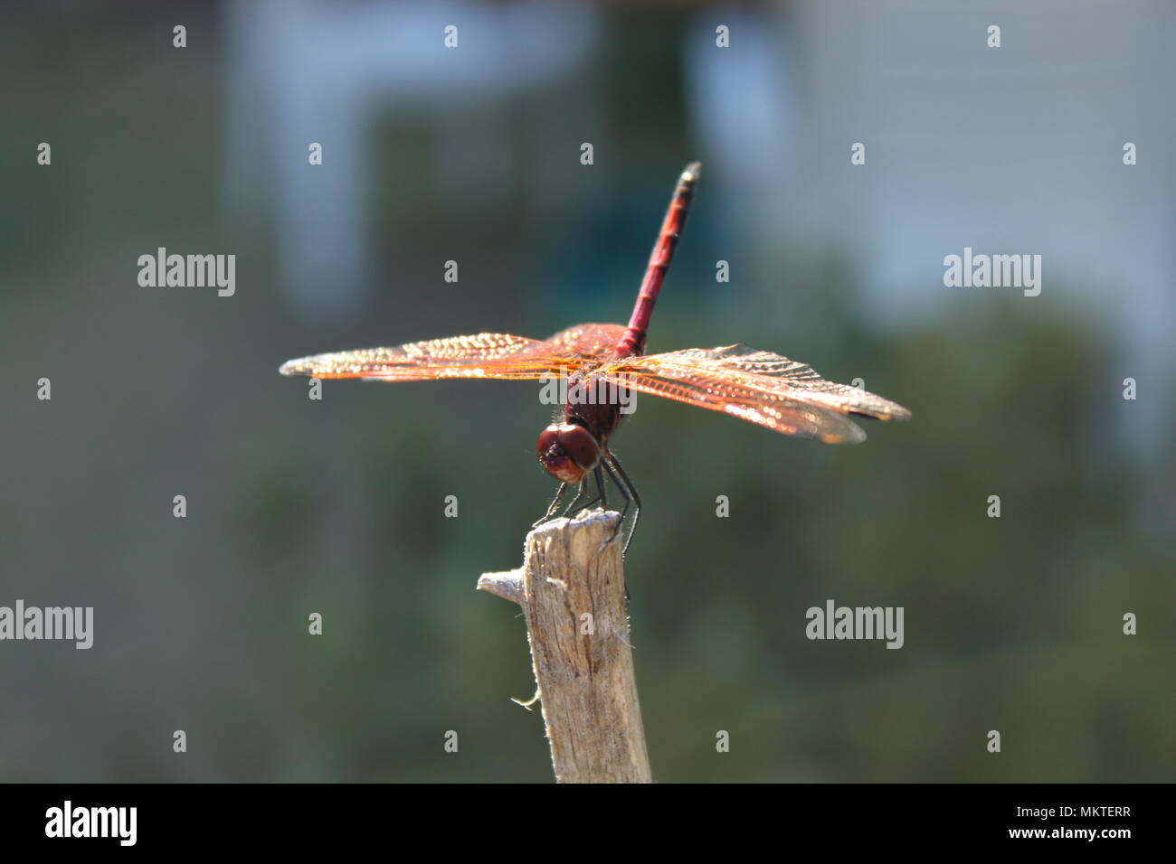 Nahaufnahme eines thront Rote Libelle mit einer unscharfen Garten Hintergrund. Stockfoto