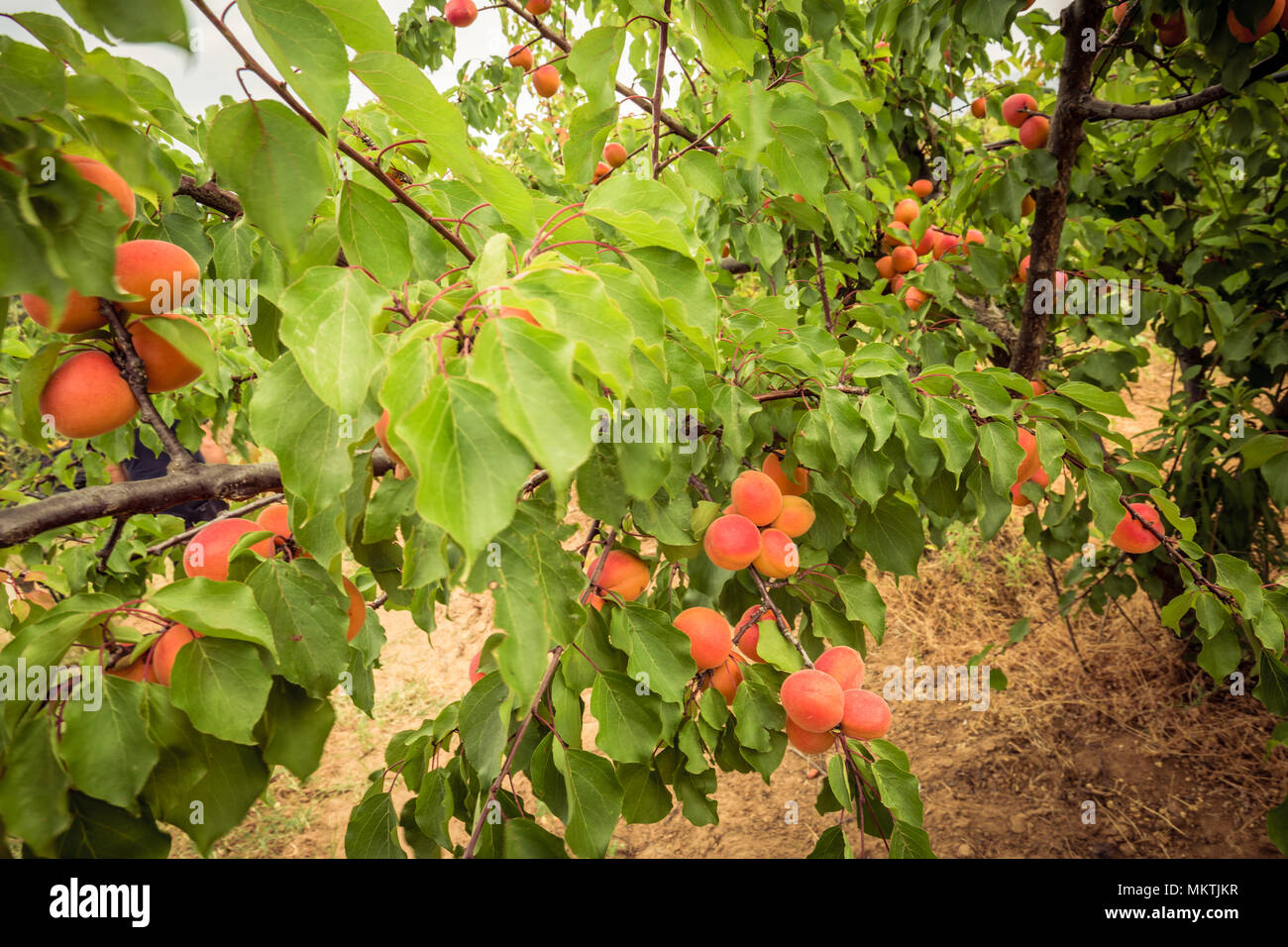 Aprikosenbaum. Branchen mit Aprikosen und grüne Blätter Stockfoto