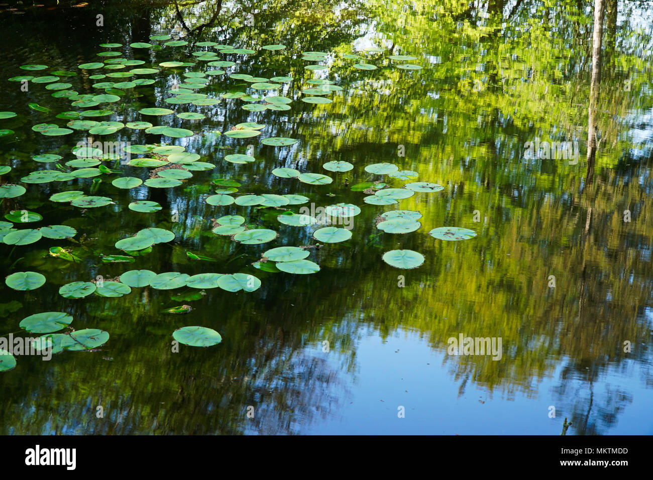 Ruhigen See Wasser Reflexionen (Bäume & Blauer Himmel) - 1. Stockfoto