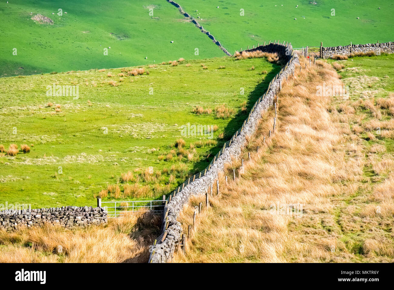 Raue Hochland Weide und Trockenmauern, Peak District, Derbyshire Stockfoto