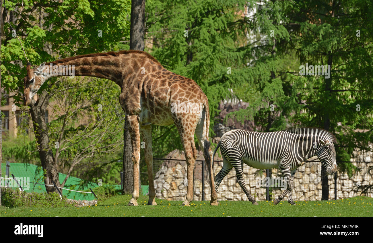 Giraffe (Giraffa Camelopardalis) und Grevy Zebra (Equus grevyi) Stockfoto