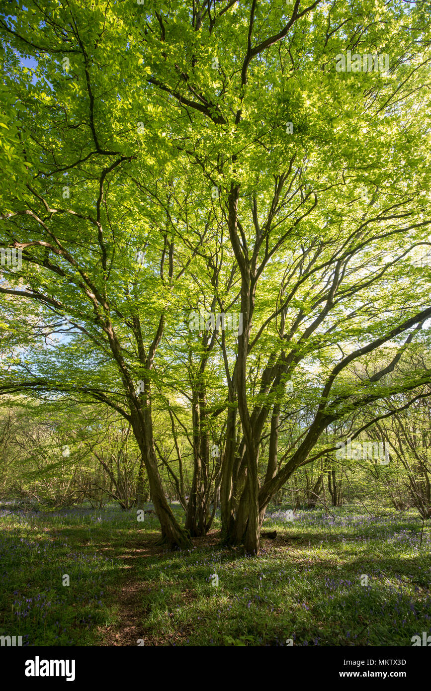 Alte coppiced Weißbuche - Carpinus betulus, Stoke Woods, Bicester, Oxfordshire durch die Woodland Trust Stockfoto