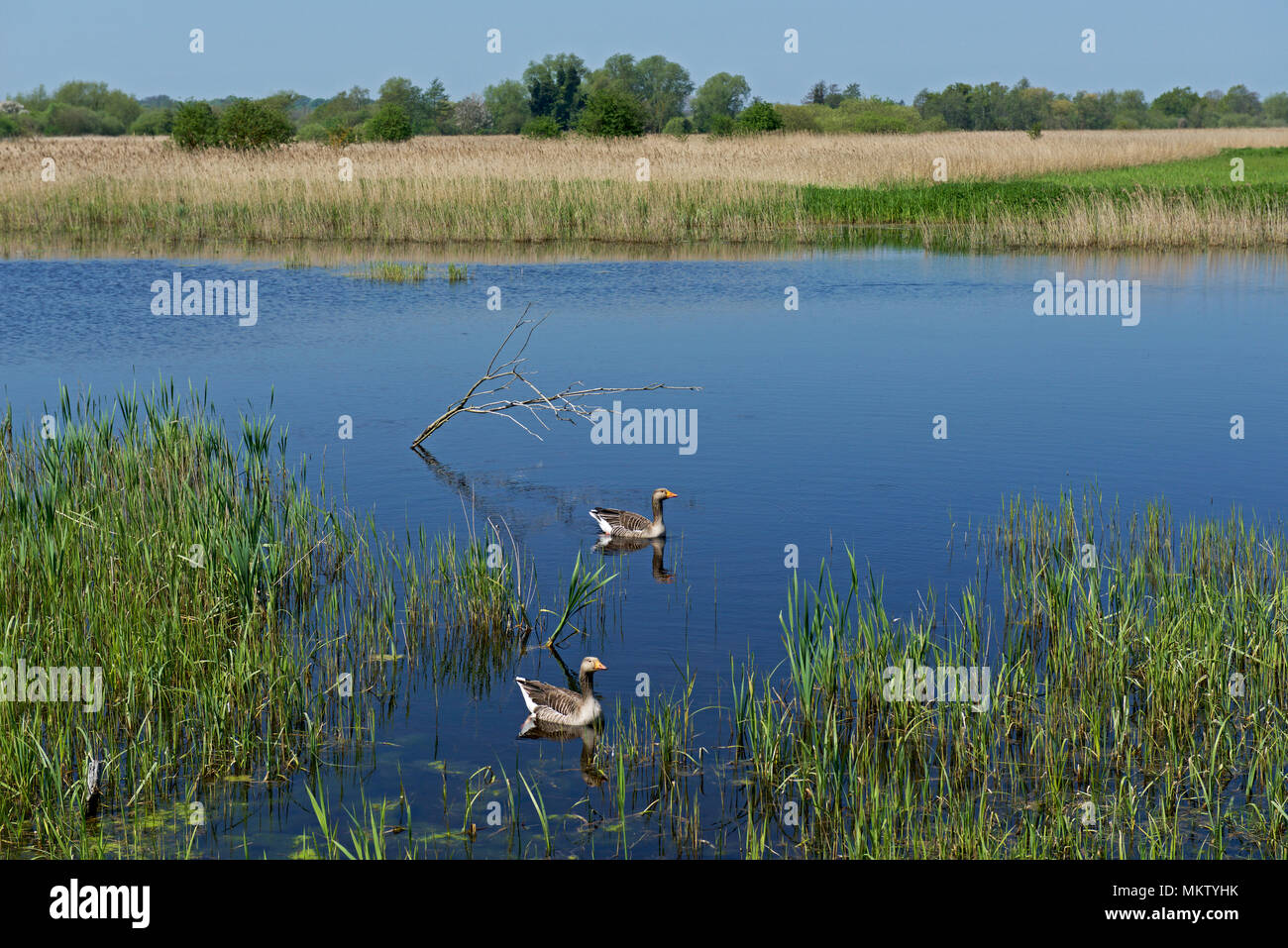 Strumpshaw Fen, ein RSPB Nature Reserve in der Nähe von Norwich, Norfolk, England Großbritannien Stockfoto