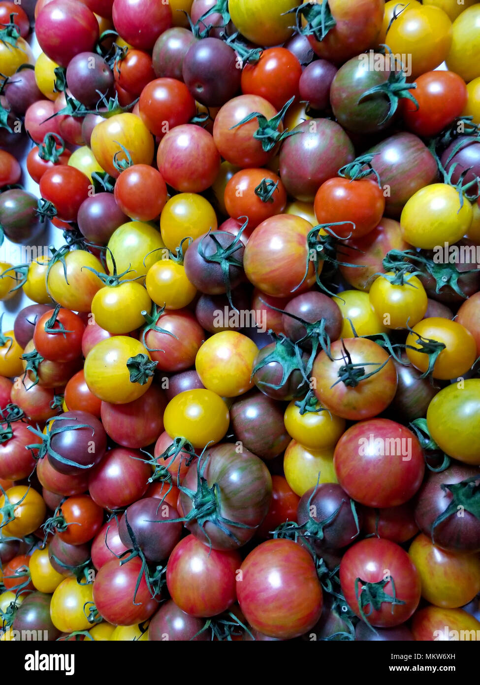Ein Regenbogen von winzigen Tomaten bilden für köstliche Salate und leckere Fotos Stockfoto