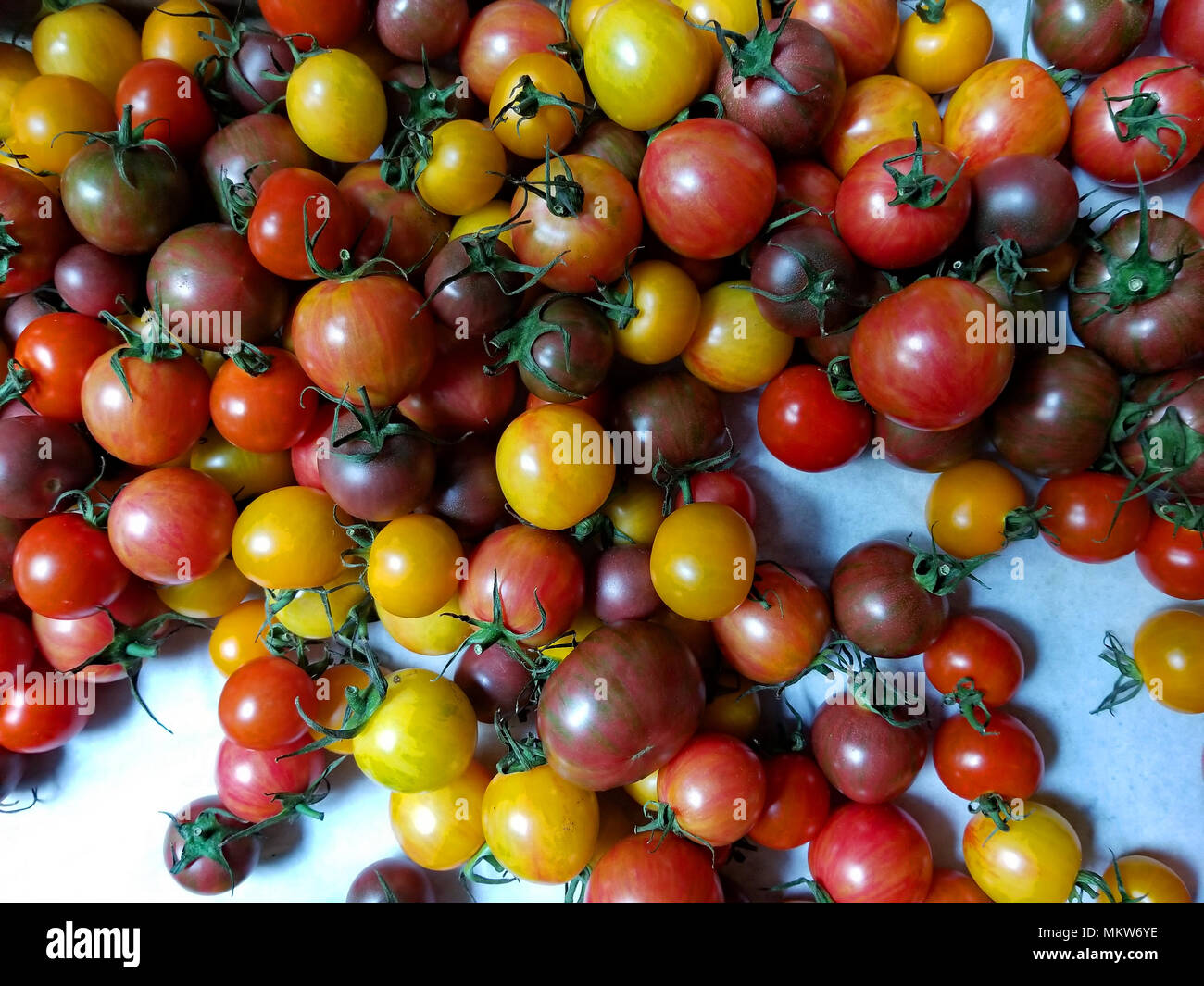 Ein Regenbogen von winzigen Tomaten bilden für köstliche Salate und leckere Fotos Stockfoto