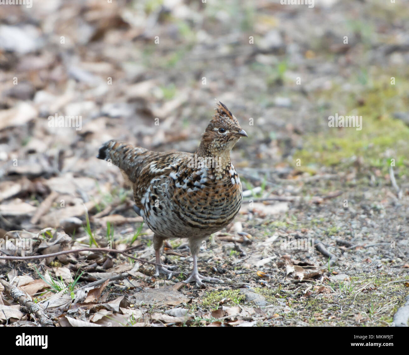 Eine Vari Grouse, Bonasa umbellus, Nahrungssuche auf dem Waldboden in den Adirondack Mountains, NY. Stockfoto