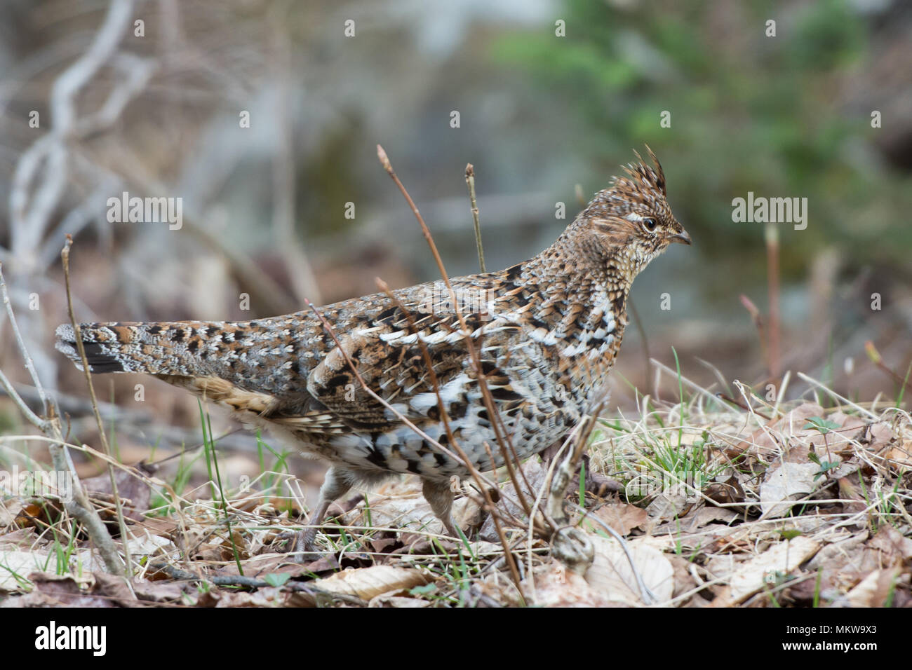 Eine Vari Grouse, Bonasa umbellus, Nahrungssuche auf dem Waldboden in den Adirondack Mountains, NY. Stockfoto