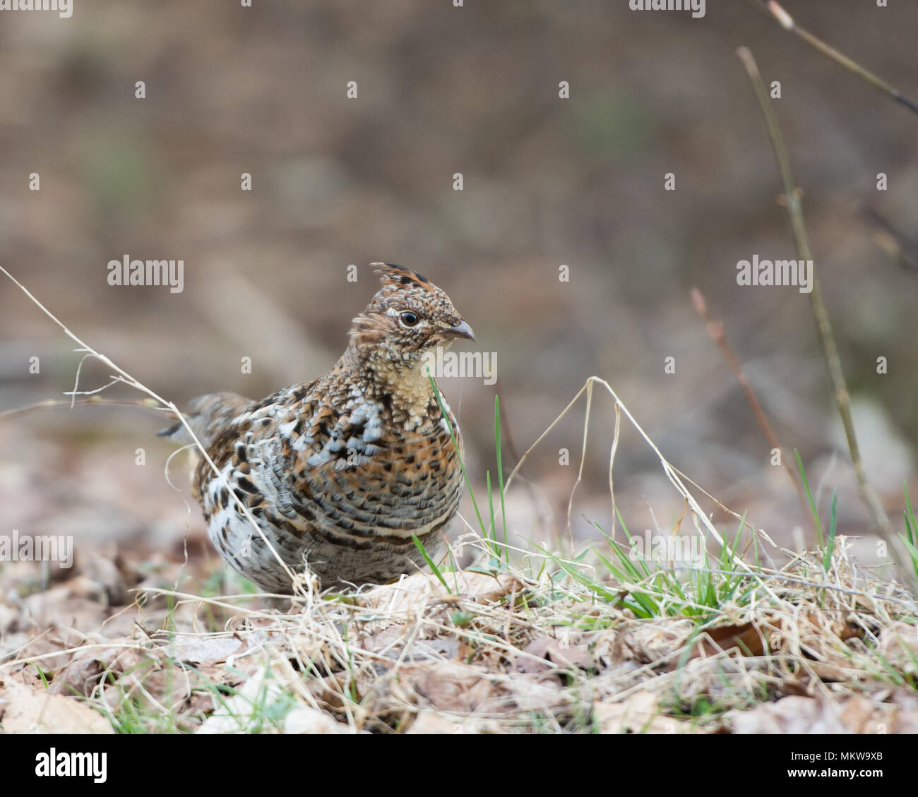Eine Vari Grouse, Bonasa umbellus, Nahrungssuche auf dem Waldboden in den Adirondack Mountains, NY. Stockfoto